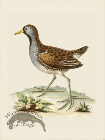 Edwards 144 little American Water Hen